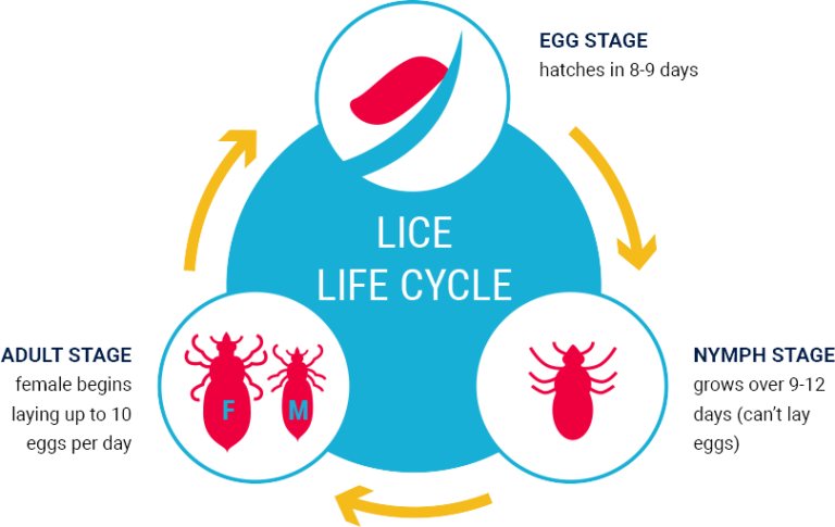 8. Understanding the Life Cycle of Head Lice in Blonde Hair - wide 7